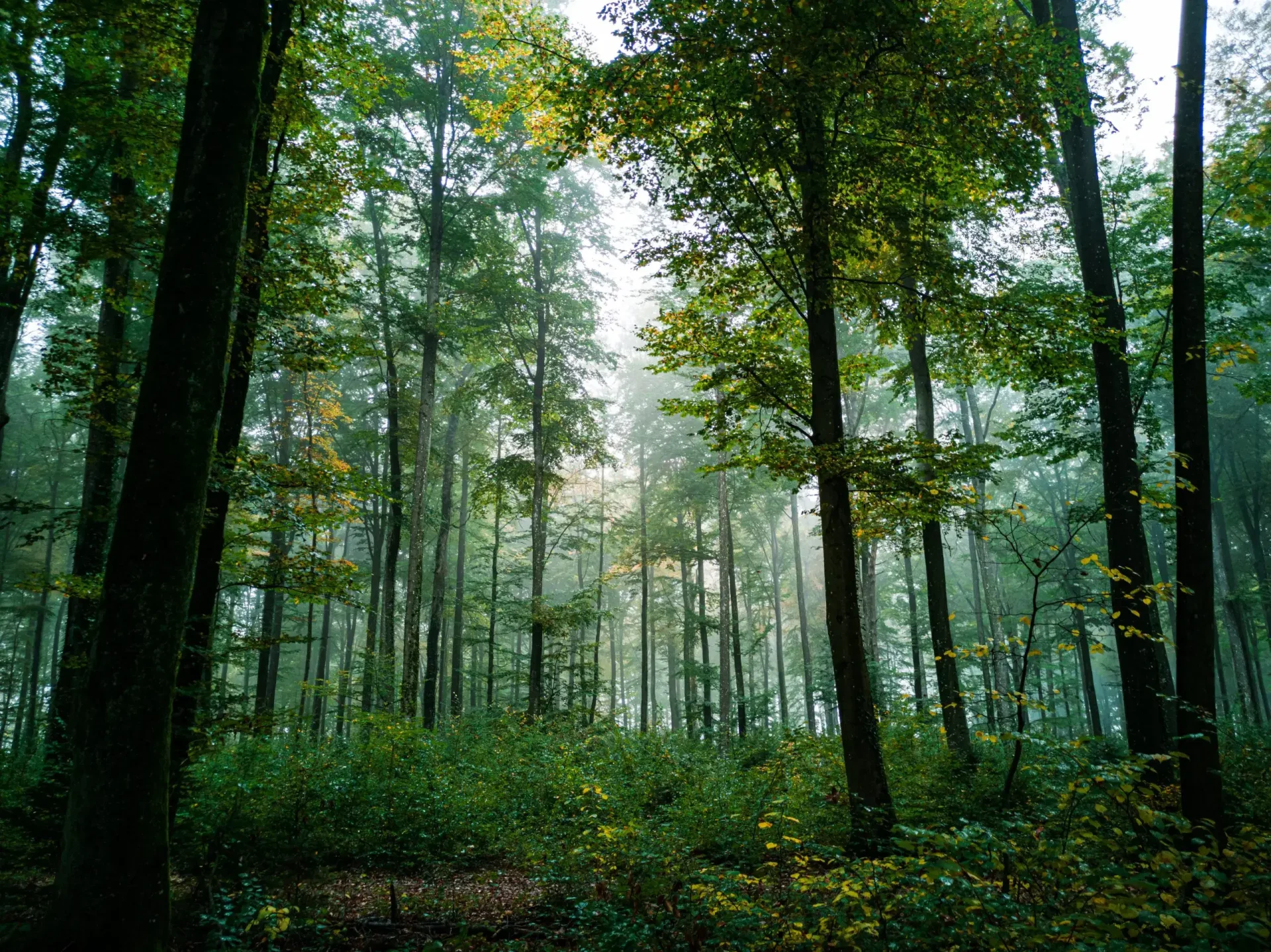 Foggy forest with green foliage